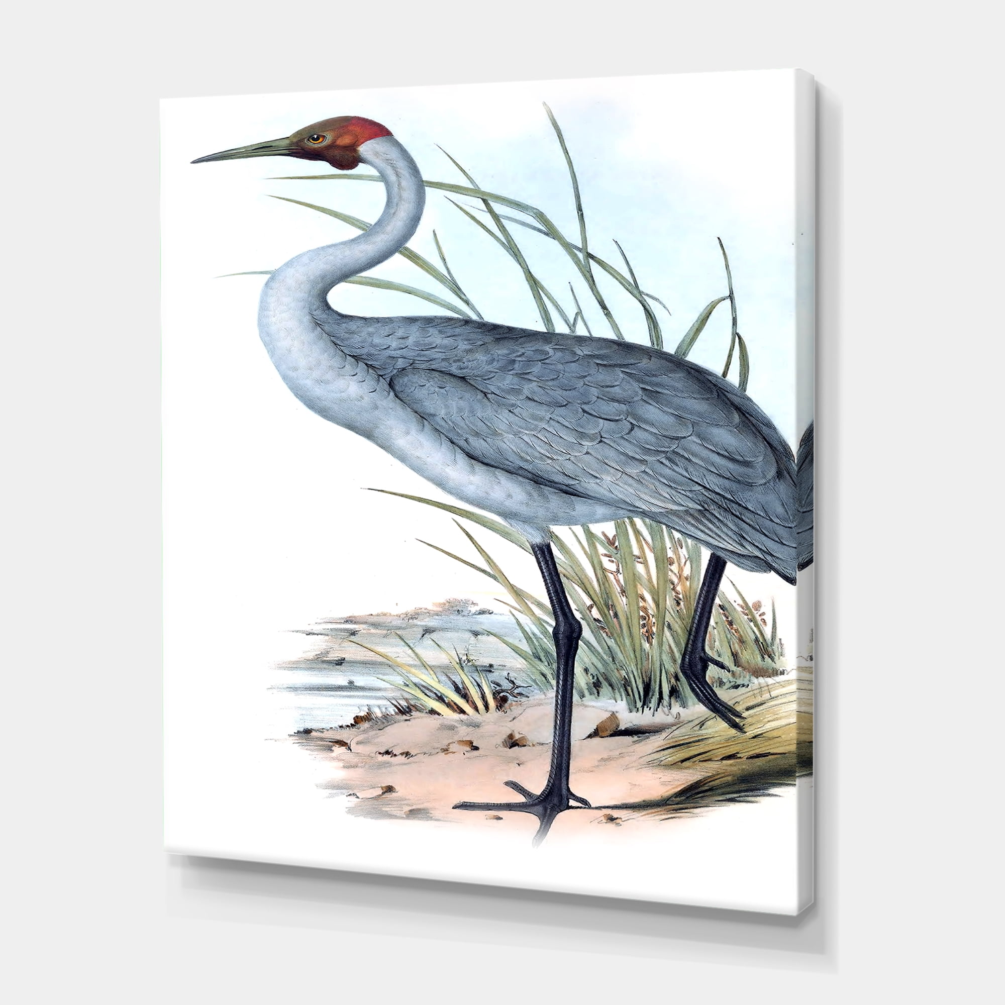 Designart ' Ancient Australian Birds V ' Traditional Canvas Wall Art Print