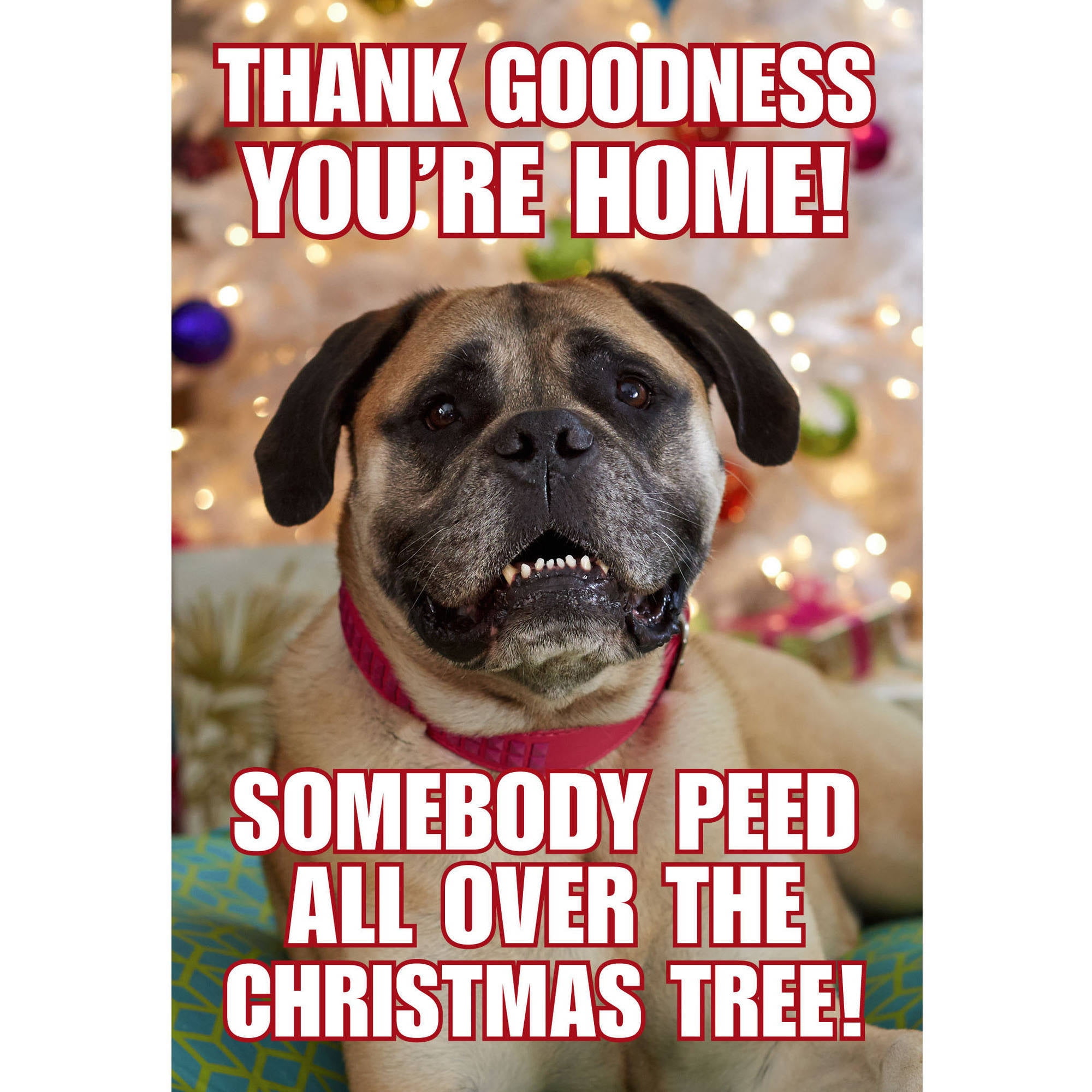 DaySpring Fun Boxed Christmas Cards, Pet Dog Thank, 18pk