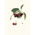 thumbnail image 3 of Giorgio Gallesio 18x24 Black Modern Framed Museum Art Print Titled - Visciolona Chilegy. (Cerasus Visciola; Cherries) (1817-1839), 3 of 5