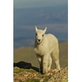 thumbnail image 2 of Illg, Cathy and Gordon 13x18 White Modern Wood Framed Museum Art Print Titled - CO, Mount Evans Front view of mountain goat kid, 2 of 4