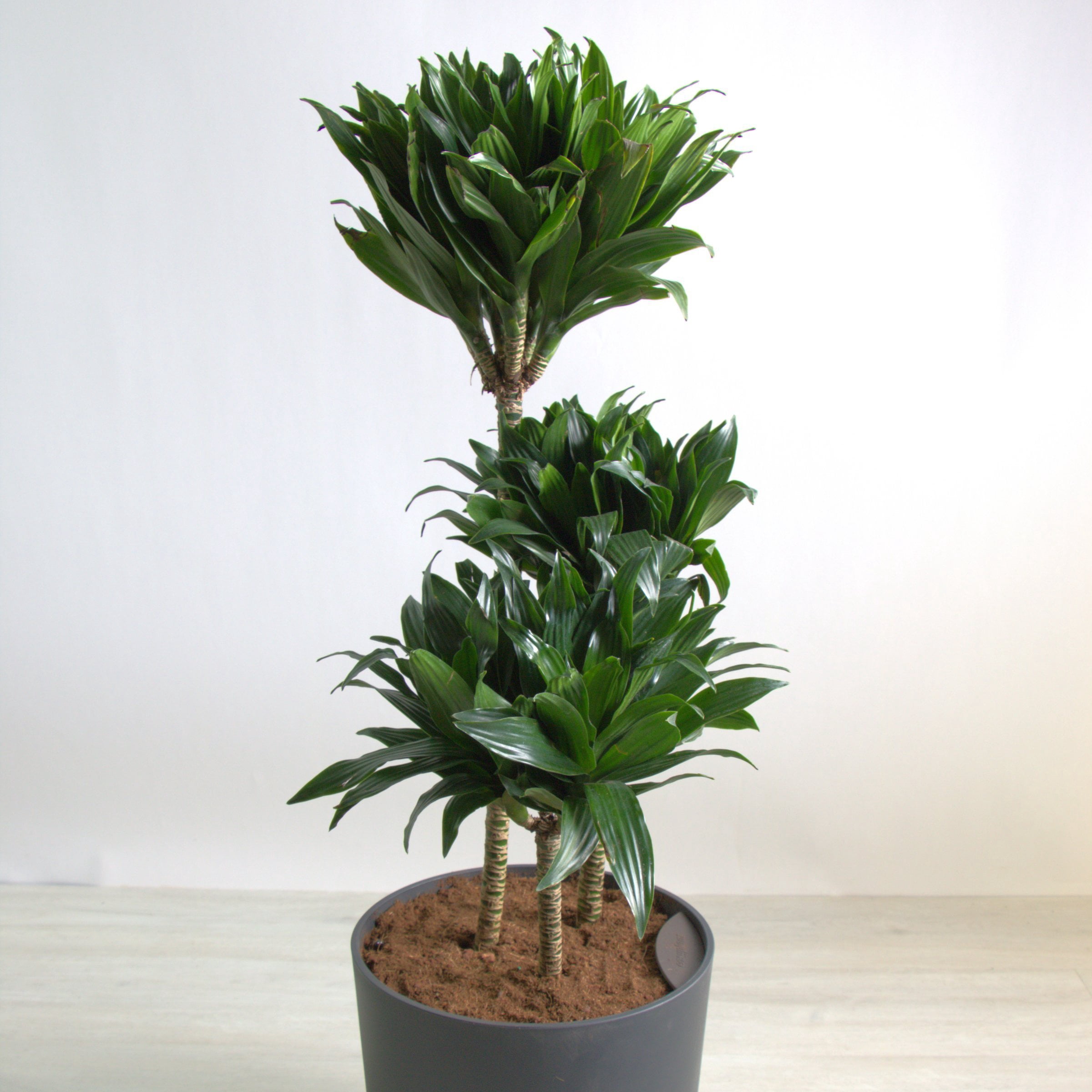 10 in. Dracaena Janet Craig Compacta 3-2-1
