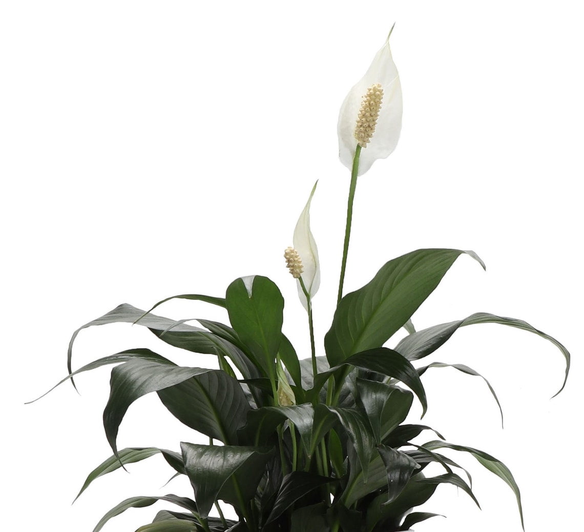 Live Peace Lily Plant - 4" Decorative Eco Pot - Natural