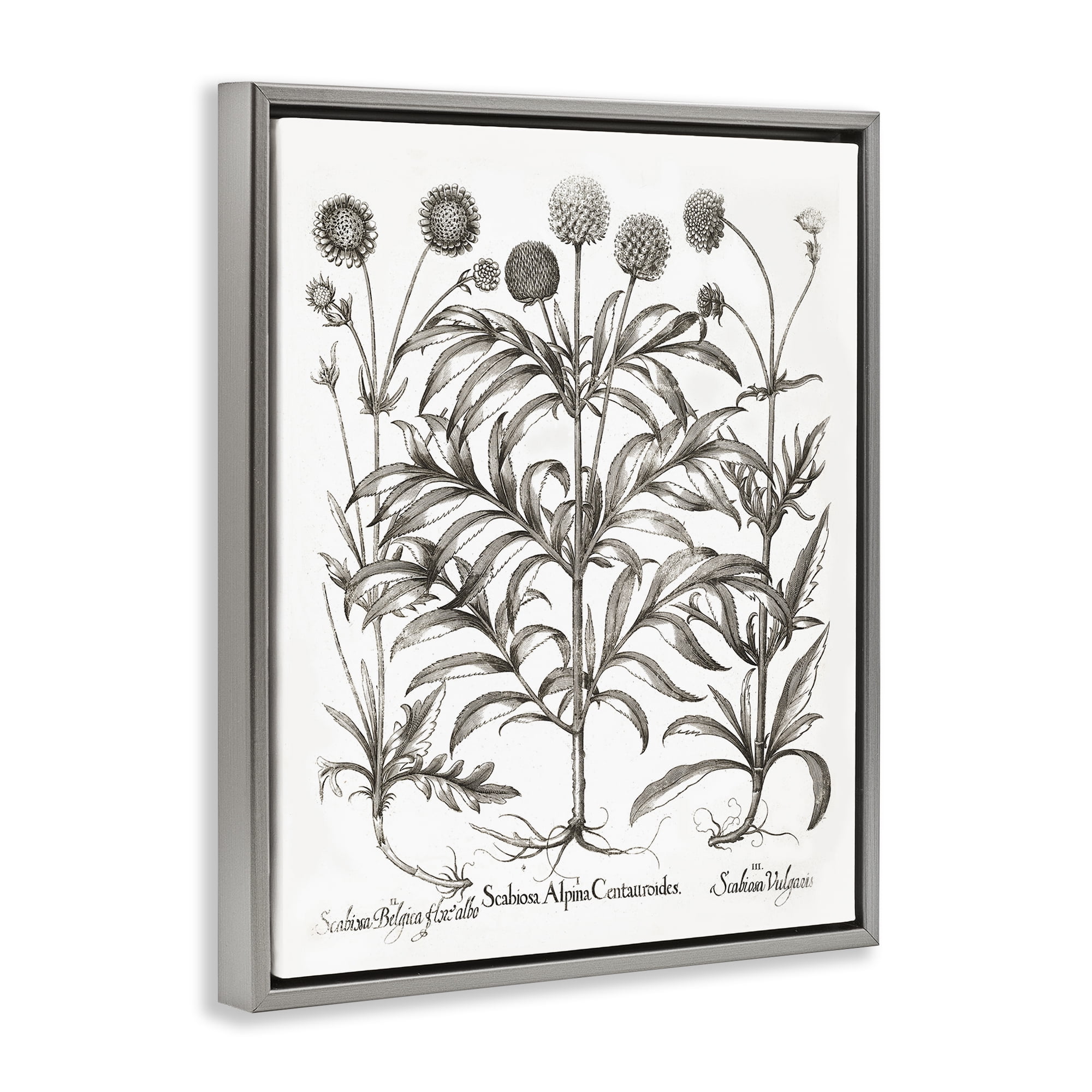 Stupell Industries Scientific Vintage Flowers Botanical & Floral Painting Gray Floater Framed Art Print Wall Art, 17 x 21