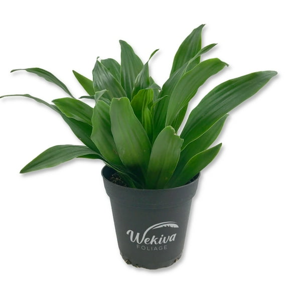 Dracaena Janet Craig Compacta - Live Plant in a 4 Inch Pot - Dracaena Deremensis 'Compacta' - Easy Care Low Maintenance Houseplant