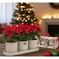 thumbnail image 2 of Set Navideño de 3 Macetas Decorativas con base Altomonte color Marfil, 2 of 4