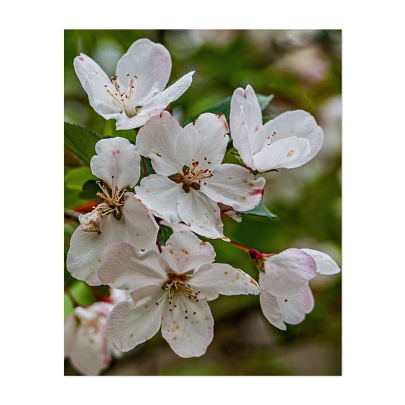 Cherry Blossoms - York Pennsylvania Photography Flowers Cherry Blossoms Floral Nature Botanical Garden Unframed Wall Art Print 4 x 6 inches