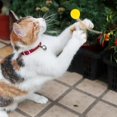 thumbnail image 5 of Cat toy indoor cat toy feather cat ball pet toy cat silicone ball, 5 of 5