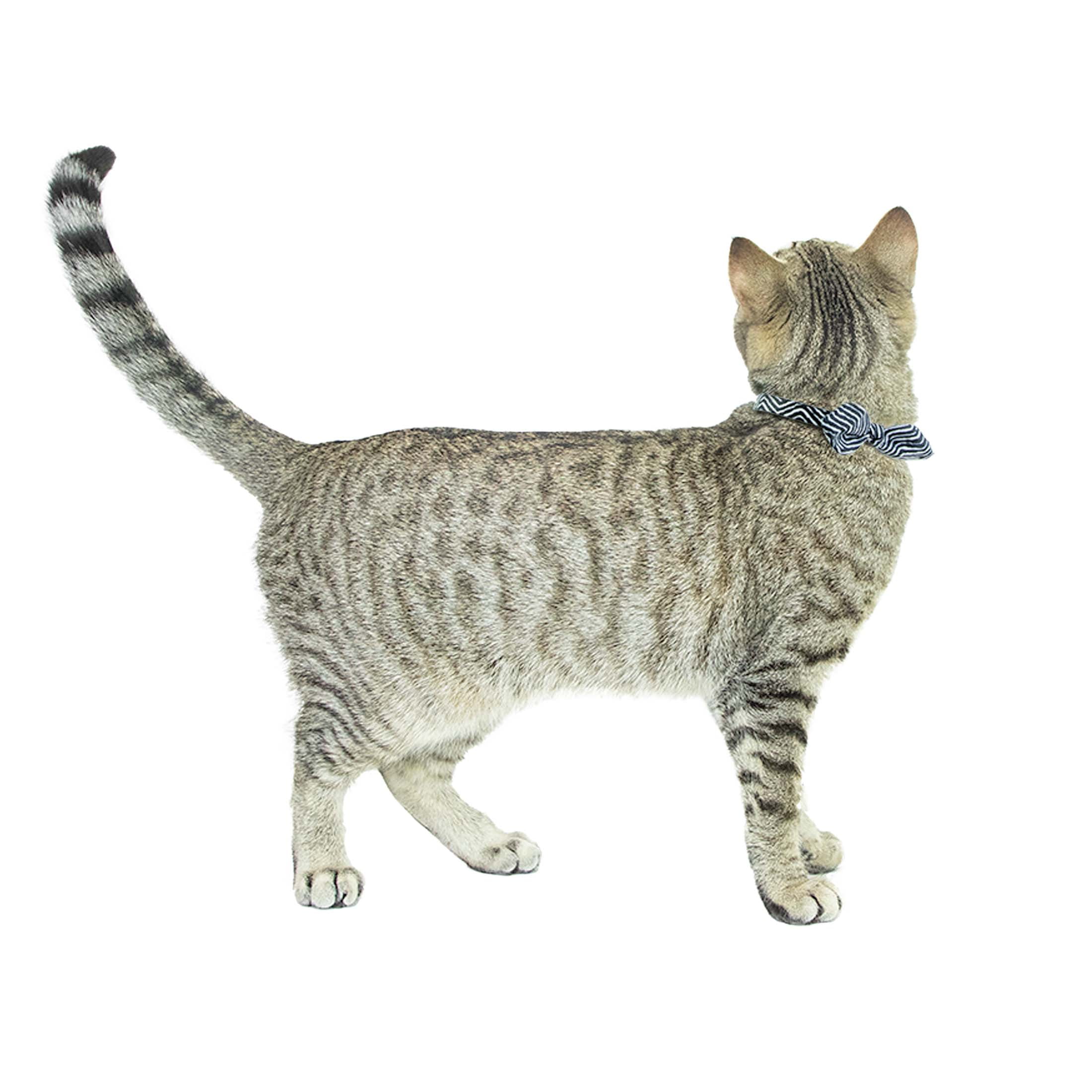 Vibrant Life 2-Pack Cat Collar, 3 D Black and White Knot and Multi Color Tropical Print, One Size