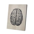 thumbnail image 1 of Estructura del cerebro Pintura Educativa Galería de interiores Escuela Enseñanza Imagen Poster ornamental desmontable colorido con marco Advancent HA010721-00, 1 of 7