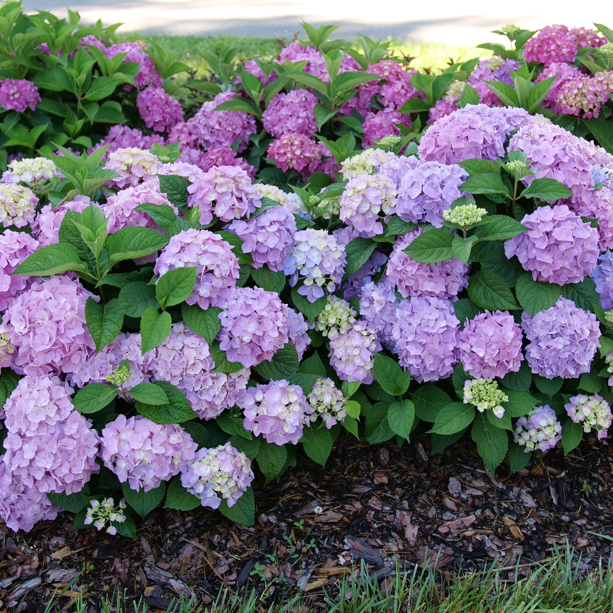 Proven Winners ColorChoice 5" Multicolor Let's Dance Sky View Reblooming Hydrangea Live Plant in 4.5" Pot (4 Count)