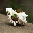 thumbnail image 3 of SINKOO 2PCS Conch Shell Large Natural Seashells 4-5.3 Inch Perfect for Fish Tank Wedding Decor Beach Theme Party, Home Decorations,DIY Crafts, 3 of 5