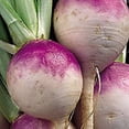 thumbnail image 2 of 3000 PURPLE Top WHITE Globe TURNIP Brassica Rapa Vegetable Seeds, 2 of 5