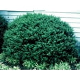 thumbnail image 3 of Hoogendoorn Holly Shrub I 1 Large Gallon Size Plant I Ilex Crenata  Lustrous Evergreen for Hedging, Privacy Screens, and Decorative Accents, 3 of 6