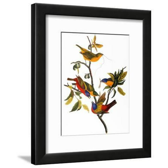 Audubon: Bunting, 1827, Animals Framed Art Print Wall Art by John James Audubon