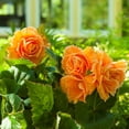 thumbnail image 3 of Easy to Grow Begonia Picotee Lace Apricot 3 Tubers, Blooms Summer Partial Shade, 3 of 3
