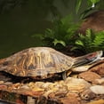 thumbnail image 4 of Large Acrylic Turtle-Suspension Mount Sunbathing Ramp for Terrariums,Non-Slip Reptile Basking Area with 360掳 View,Sturdy PC Material for Amphibians, 4 of 9