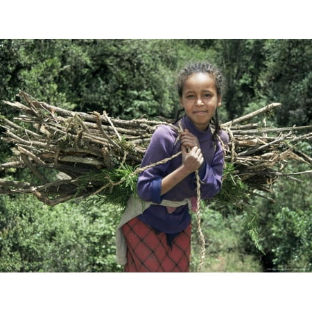 Wood Backed Wall - Girl Carrying Fuel Wood Bundle on Her Back, Chilima Forest, Ethiopia, Africa Print Wall Art By Dominic Harcourt-webster