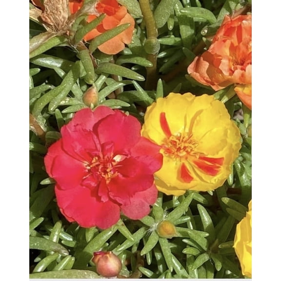 Sunshine Valley Garden Portulaca Grandiflora Moss Rose 100 Pack Seed