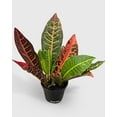thumbnail image 4 of Croton Petra Codiaeum Variegatum Pictum  'Joseph's Coat' - Live Air-Purifying Indoor Plant in Nursery Pot – Easy Care, Low Maintenance Houseplant for Home & Office Decor, Natural Air Cleaner, Best for, 4 of 6
