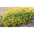thumbnail image 2 of Lemon Creeping Thyme Plant - 3" Pot - Smells Like Lemon/Tastes Like Lemon, 2 of 4