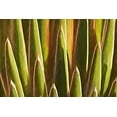 thumbnail image 2 of Robertson, Leda  18x13 Gold Ornate Wood Framed with Double Matting Museum Art Print Titled - Desert Growth, 2 of 4