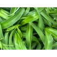 thumbnail image 4 of Green Bonnie Curly Spider Plant - Clean Air Plant - 2.5" Pot, 4 of 4