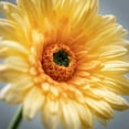 thumbnail image 2 of 25"H Sullivans Sunny Yellow Gerbera Daisy, Yellow, 2 of 3