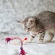 thumbnail image 2 of Juguete Interactivo para Gato con Plumas Juguete para Gato Auto Empleo Con, 2 of 3