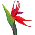thumbnail image 5 of Gran flor artificial de tallo delicado para el hogar y la oficina. Adorno floral., 5 of 5