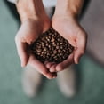 thumbnail image 6 of Coffee Bean Direct Penny Pincher's® Light Roast Blend, Whole Bean, 5 lb Bag, 6 of 8