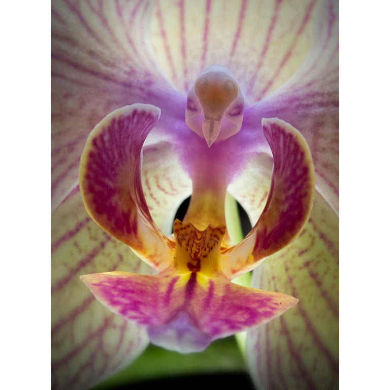 Orchid Love World s Greatest Orchids Food Best Organic Natural Orchid Flower Bloom Booster Fertilizer Fertiliser 1 Gallon of Liquid Concentrate