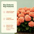 thumbnail image 3 of Hydrangea Shrub, Shade Plant for Gardens-Easy Grow-Low Maintenance-Ideal for Beds Borders, Plant Pots & Planters, 3 of 5