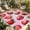 Bright Red Rose Red Light Pink, variant on Indoor Outdoor Area Rugs,Summer Sea Turtle Washable Patio Rug Non-slip Quick Dry Camping Rugs,Vintage Anchor Starfish on Letter Floor Carpet for Porch Deck Backyard RV Decor,6x9ft