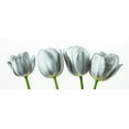 thumbnail image 2 of Frank, Assaf 24x12 White Modern Wood Framed Museum Art Print Titled - Four tulips, 2 of 4