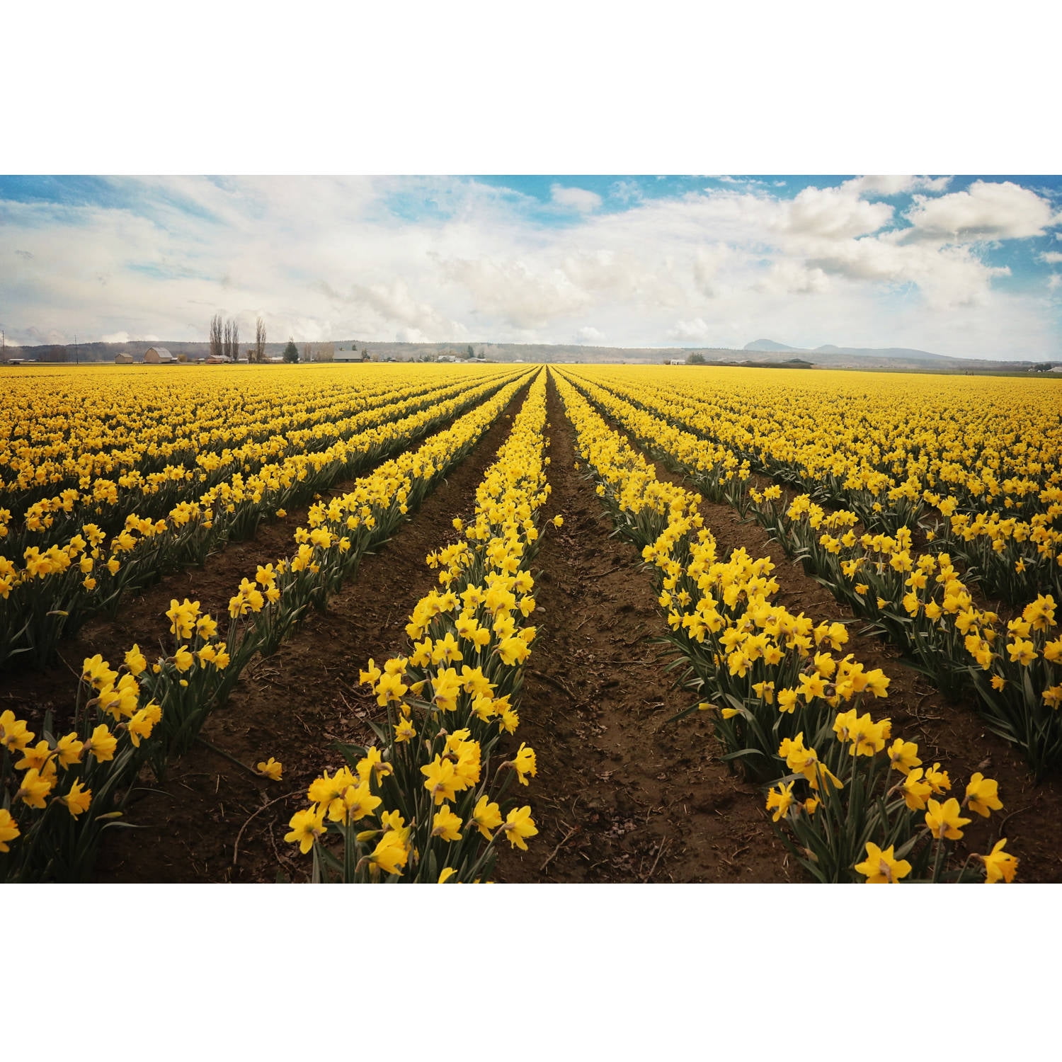 "Daffodils Forever" Painting Print on Wrapped Canvas
