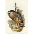 thumbnail image 2 of Gould, John 13x18 Black Ornate Wood Framed with Double Matting Museum Art Print Titled - Wekau-Sceloglaux albifacies, 2 of 4