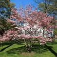 thumbnail image 3 of Brighter Blooms - Cherokee Brave Dogwood, 4-5 ft. - No Shipping To AK, AZ, FL, HI, 3 of 4