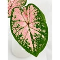 thumbnail image 6 of Caladium Pink Splash - Live Air-Purifying Indoor Plant in Nursery Pot – Easy Care, Low Maintenance Houseplant for Home & Office Decor, Natural Air Cleaner, Best for Beginners, 6 of 7
