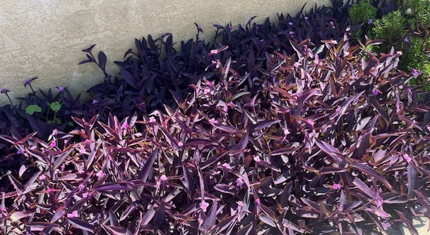 4"-8" Purple Wandering Tradescantia Pallida Purpurea Live Plants, 15 Count