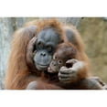 thumbnail image 2 of CafePress - Orangutan001 Magnets - Rectangle Magnet, 2"x3" Refrigerator Magnet, 2 of 3