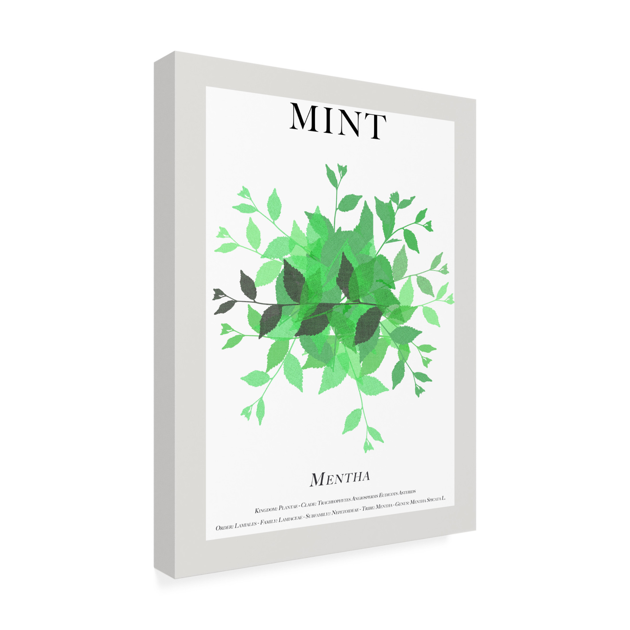Trademark Fine Art Cartissi Mint Canvas Wall Art
