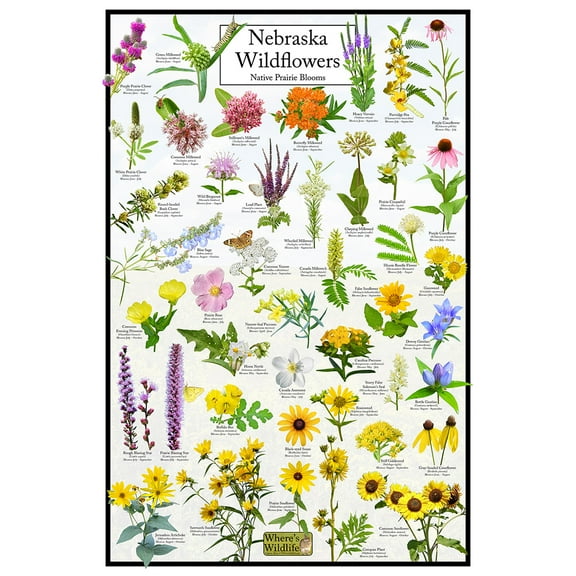 Nebraska Wildflowers Poster - Native Prairie Blooms - Educational Science Chart of Nebraska Flowers