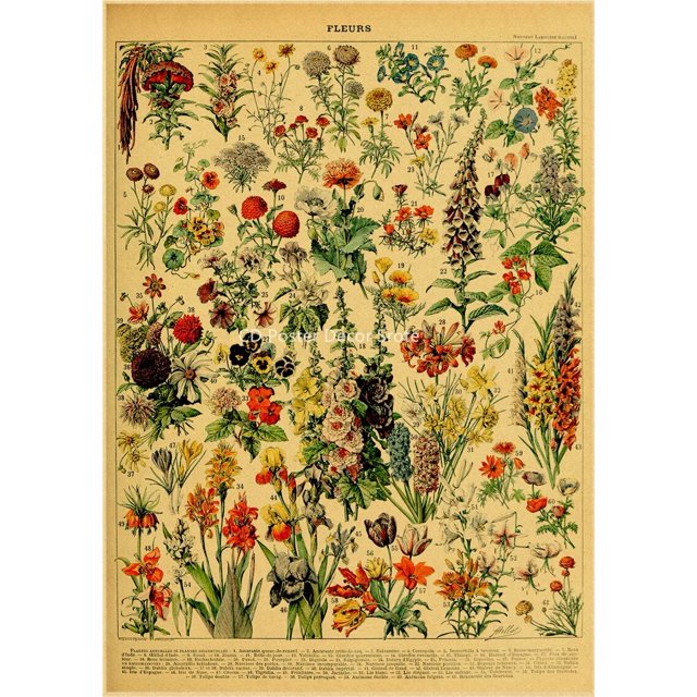Póster de ilustración botánica, carteles de Papel Kraft de hojas de plantas y flores, decoración Vintage para el hogar, habitación, Bar, cafetería, arte estético, pintura de pared