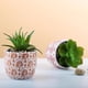 thumbnail image 2 of Suculentos artificiales Mini plantas falsas realistas con macetas de plástico para la decoración para hogar y de realistas de plástico fino Estilo3 Macarena Plantas suculentas falsas, 2 of 7