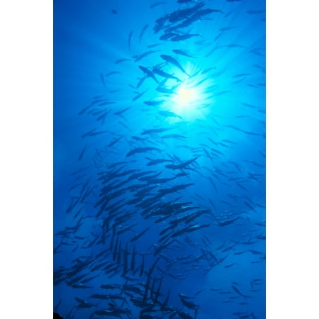 Micronesia Schooling Big-Eyed Jack Caranx Sexfasciatus Sunburst Canvas Art - Ed Robinson Design Pics (12 x 19)