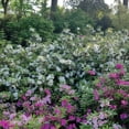 thumbnail image 3 of Encore Azalea Autumn Lily (3 Gallon) White Flowering Shrub - Full Sun Live Outdoor Plant, 3 of 8