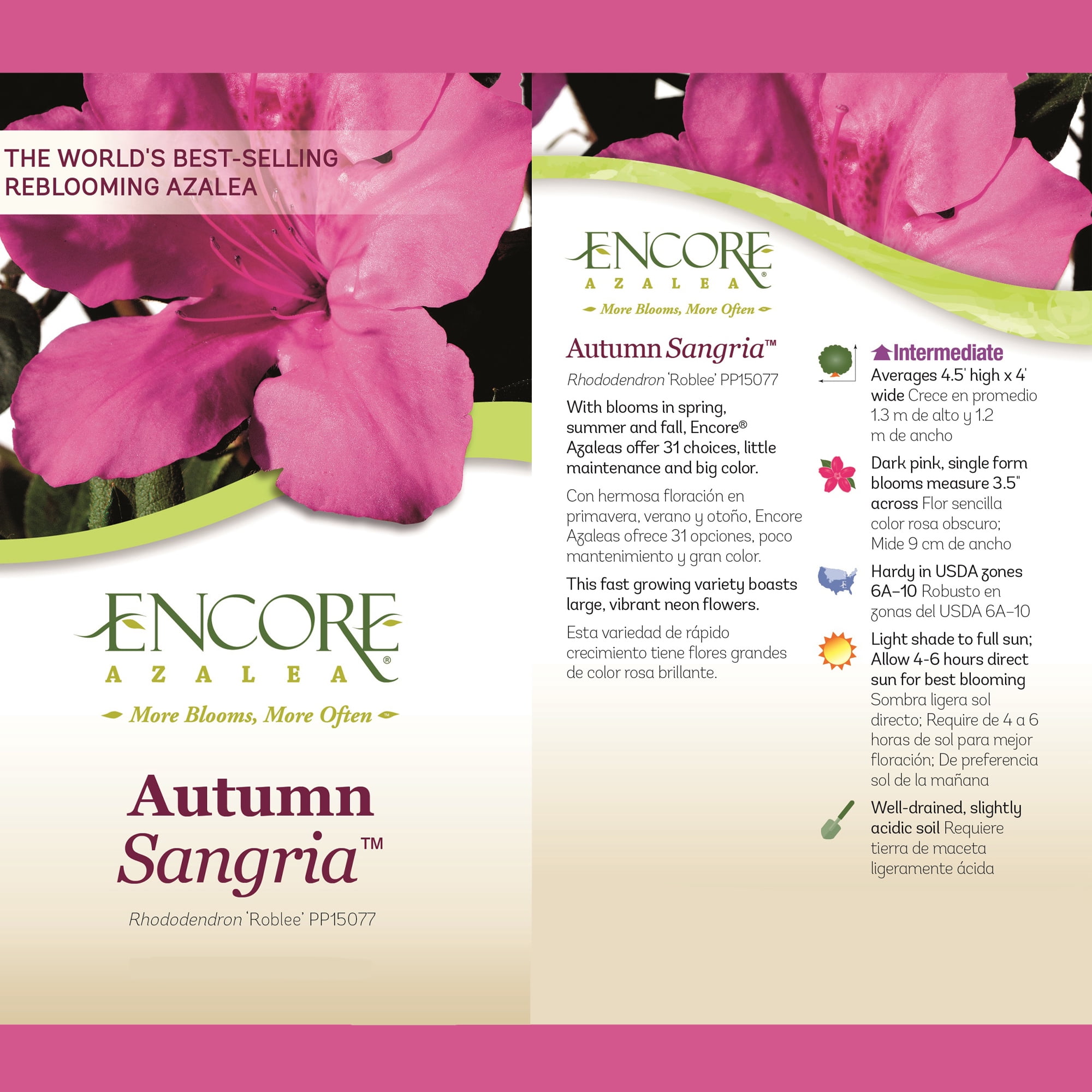 Encore Azalea Autumn Sangria Live Shrubs