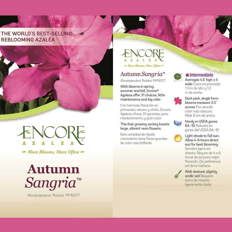 Autumn Sangria Encore Azalea | PlantAddicts.com