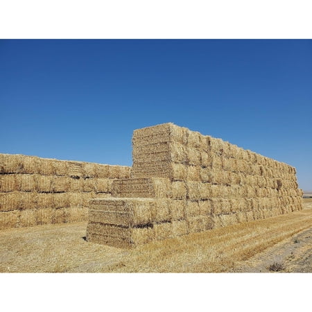(New Harvest) Premium 100% Natural Wheat Straw Grass Harvested 2022  Farmer Direct- Excellent Animal Bedding  Garden Cover  Mulch and Farm Wheat Straw 5lbs. Straw Shipped