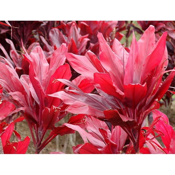 Hawaiian Live Red Ti Leaf Plant Shrub Logs 1 PK (2 Logs) Sun & Shade
